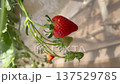 農夫的草莓溫室 137529785