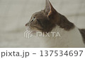 White and Gray Cat Looking Sideways 137534697