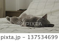 Gray Cat Lying Relaxed on Bed 137534699