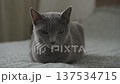 Gray Cat Looking Forward on Bed 137534715
