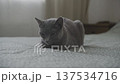 Gray Cat Resting Calmly on Bed 137534716