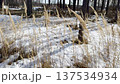 Dry reeds in snowy pine forest, early spring forest landscape, melting snow and seasonal natural background. 137534934