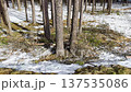 Sunny pine forest with melting snow and fallen branches, early spring thaw in the forest, natural landscape in the background. 137535086