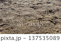 Sandy ground texture with footprints and tire tracks, dry soil surface background, outdoor earth pattern and natural landscape details. 137535089