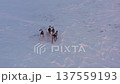 Four reindeer walk across the tundra in winter 137559193