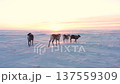Four reindeer walk across the tundra in winter 137559309