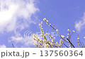 畫面：春日美景，白梅花在藍天映襯下盛開 137560364