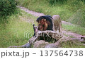 African lion in Greater Kruger National park, South Africa 137564738