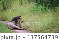 African lion in Greater Kruger National park, South Africa 137564739