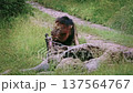 African lion in Greater Kruger National park, South Africa 137564767