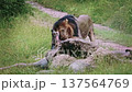 African lion in Greater Kruger National park, South Africa 137564769