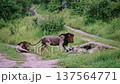 African lion in Greater Kruger National park, South Africa 137564771