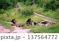 African lion in Greater Kruger National park, South Africa 137564772