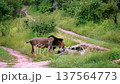 African lion in Greater Kruger National park, South Africa 137564773