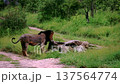 African lion in Greater Kruger National park, South Africa 137564774