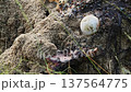 Flock of flies flying and maggots over giraffe carcass in Greater Kruger national park, South Africa 137564775