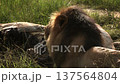 African lion in Greater Kruger National park, South Africa 137564804