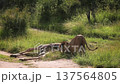 African lion in Greater Kruger National park, South Africa 137564805