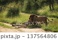 African lion in Greater Kruger National park, South Africa 137564806