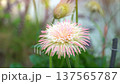 4K Close up of soft pink chrysanthemum flowers gently swaying in the wind. Beautiful floral garden scenery with light breeze, capturing the elegance of nature and a tranquil outdoor atmosphere. 137565787