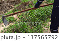4K Close up of a farmer using a traditional hoe to remove weeds and grass from a lush green field. Labor intensive organic farming and soil preparation in a rural outdoor plantation in Thailand. 137565792