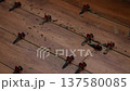 Instalation of ceramic tile on a floor. Floor leveling system. 4K 137580085