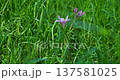 草地中綻放的粉嫩風雨花特寫 137581025