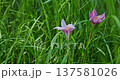 草地中綻放的粉嫩風雨花特寫 137581026
