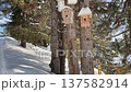 Numerous diverse wooden birdhouses hang on snow covered pine tree trunks in a tranquil winter forest. Bright sunlight illuminates the scene 137582914