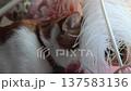 ginger and white cat. hid its face in a white ostrich feather. close-up of the cats head in profile 137583136