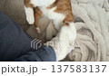 cat playing with a hand in a knitted glove. playful aggressive hand game. ginger and white cat. close-up. vertical video. 137583137