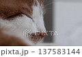 close-up of a cats face. ginger and white cat. eyes closed, dozing. 137583144