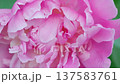 Close-up of pink peony flowers.  Soft focus. Slow motion 137583761