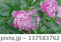 Pink peonies  against a background of green leaves. 137583762