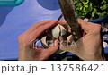 Person eating balut eggs, a famous Vietnamese street food 137586421