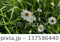 White daisy flowers gently swaying in wind 137586440