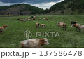 Cattle galloping across a vibrant green meadow 137586478