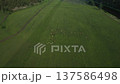 Herd of horses grazing calmly in a vibrant green field 137586498