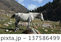 White horse slowly lowering its head in mountain landscape 137586499
