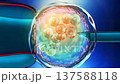 Artificial insemination or in-vitro fertilization of an egg cell,ovum or zygote 137588118