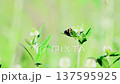 A bumblebee flies to a clover flower and collects nectar. Spring background. Slow motion. 137595925