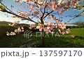 Full bloom pink color cherry blossom or sakura tree blooming during springtime in Japan 137597170