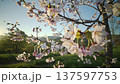 Full bloom pink color cherry blossom or sakura tree blooming during springtime in Japan 137597753