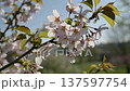 Full bloom pink color cherry blossom or sakura tree blooming during springtime in Japan 137597754