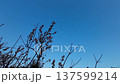 畫面：梅花在藍天下盛開的特寫鏡頭 137599214