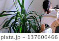 A woman in an apron washes the yucca, dracaena houseplant from the shower in the bathroom. Care of potted plants, watering, dusting, humidification 137606466