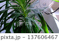 A woman in an apron washes the yucca, dracaena houseplant from the shower in the bathroom. Care of potted plants, watering, dusting, humidification 137606467
