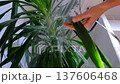 A woman in an apron washes the yucca, dracaena houseplant from the shower in the bathroom. Care of potted plants, watering, dusting, humidification 137606468