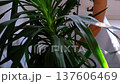 A woman in an apron washes the yucca, dracaena houseplant from the shower in the bathroom. Care of potted plants, watering, dusting, humidification 137606469