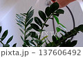 Zamioculcas zamiifolia houseplant it stands under water jets in bathroom for washing. Care of potted plants, watering, dusting, humidification 137606492
